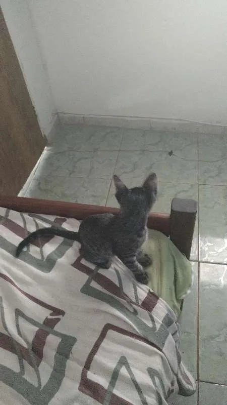 Gato raça não sei idade 2 a 6 meses nome Royalzie