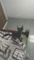 Royalzie