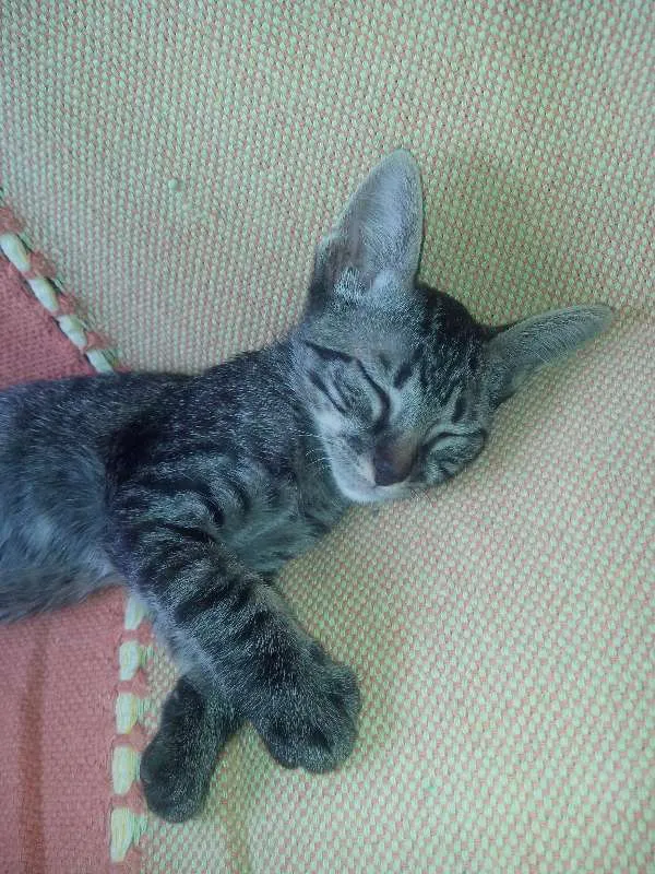 Gato raça não sei idade 2 a 6 meses nome Royalzie