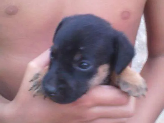 Cachorro ra a srd idade Abaixo de 2 meses nome s/n