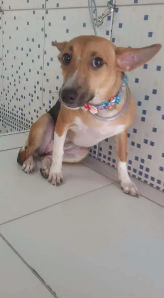 Cachorro ra a Vira lata idade 1 ano nome Mileyde
