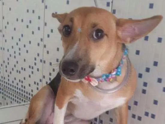 Cachorro ra a Vira lata idade 1 ano nome Mileyde