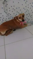 Miucha