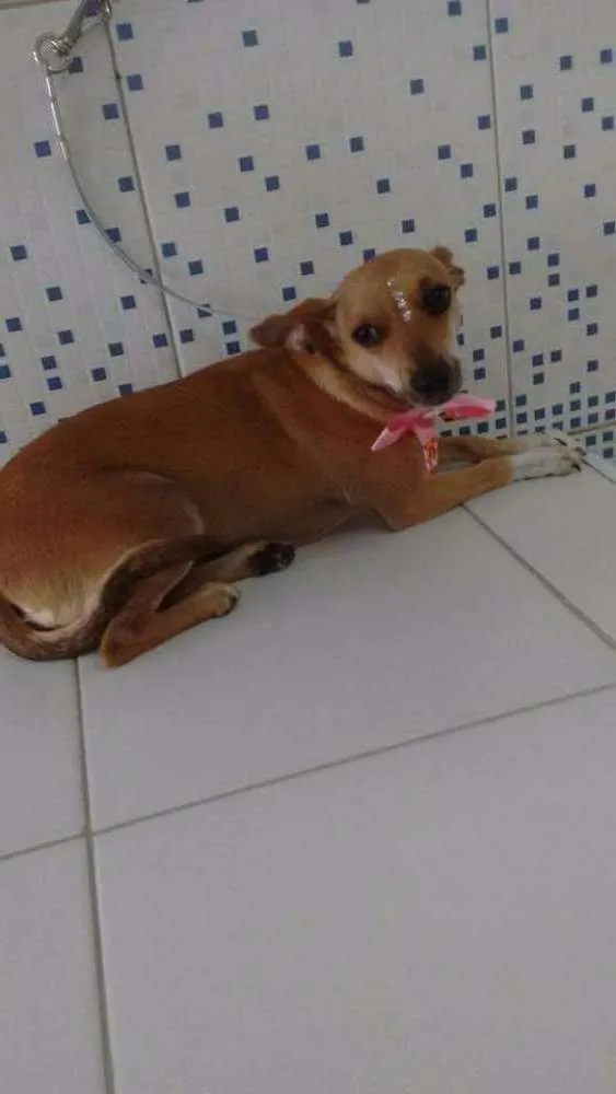 Cachorro ra a Vira lata idade 4 anos nome Miucha