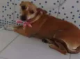 Miucha