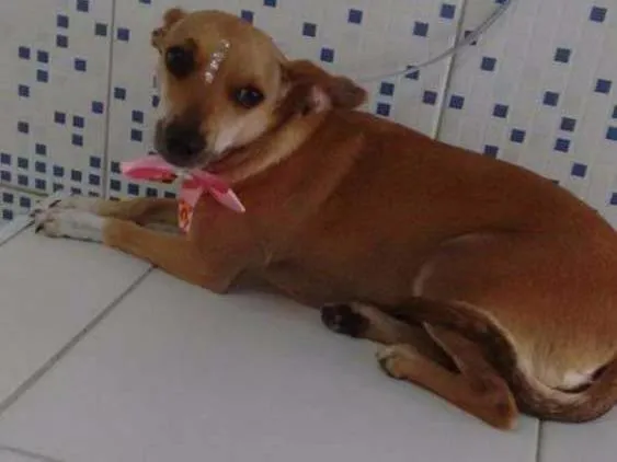 Cachorro ra a Vira lata idade 4 anos nome Miucha