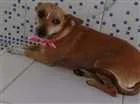 Cachorro raça Vira lata idade 4 anos nome Miucha