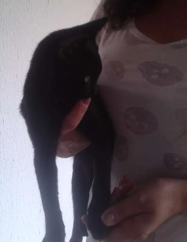 Gato ra a SDR idade 2 a 6 meses nome Black