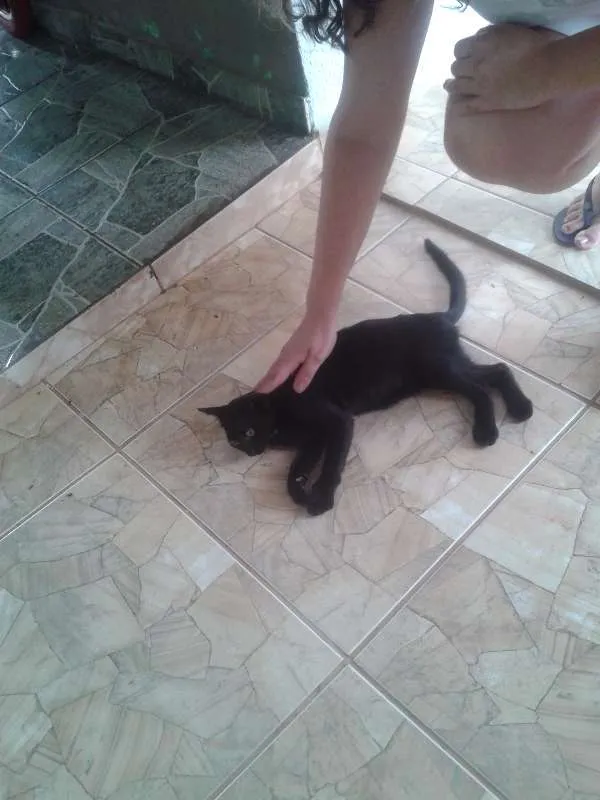 Gato ra a SDR idade 2 a 6 meses nome Black