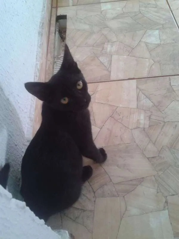 Gato ra a SDR idade 2 a 6 meses nome Black