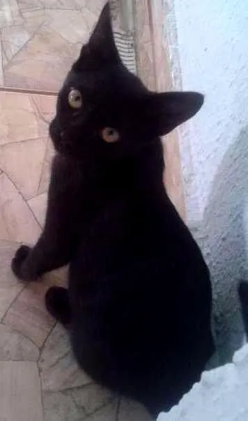 Gato ra a SDR idade 2 a 6 meses nome Black