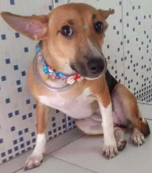 Cachorro ra a Vira lata idade 1 ano nome Mileyde