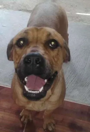 Cachorro raça Srd idade 2 anos nome Cotoca