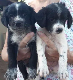 Cachorro raça Vira lata  idade 2 a 6 meses nome Sem nome