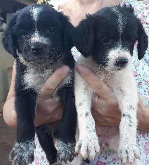 Cachorro ra a Vira lata  idade 2 a 6 meses nome Sem nome