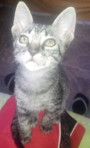Gato raça não sei idade 2 a 6 meses nome Royalzie