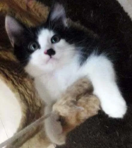Gato ra a SRD idade 2 a 6 meses nome Tyler