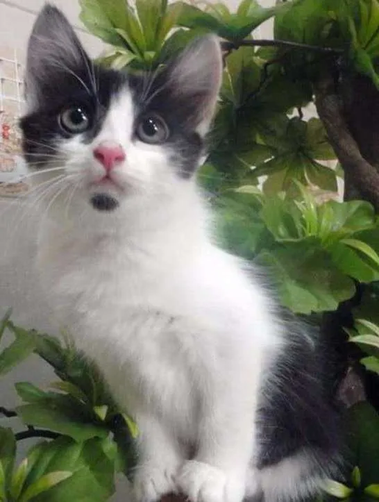 Gato ra a SRD idade 2 a 6 meses nome Emma