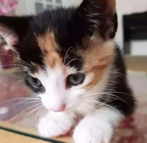 Gato raça Srd idade Abaixo de 2 meses nome Sem nome 