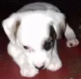 Bebezinho