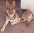 Koda