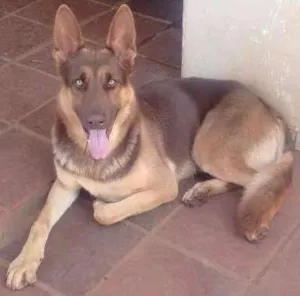 Cachorro raça Pastor alemão idade 7 a 11 meses nome Koda