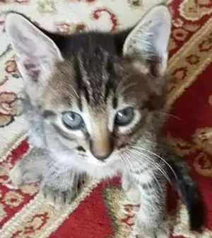 Gato raça Srd idade Abaixo de 2 meses nome Sem nome