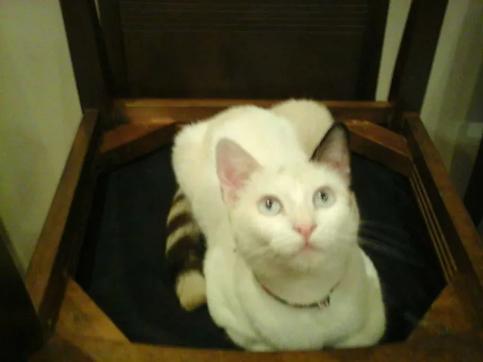 Gato ra a Do Amor idade 7 a 11 meses nome Vitória 