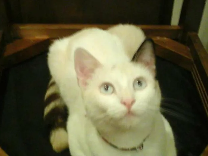 Gato ra a Do Amor idade 7 a 11 meses nome Vitória 