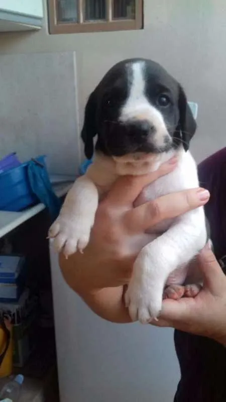 Cachorro ra a Não definido idade Abaixo de 2 meses nome Sem nome