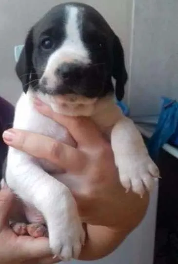 Cachorro ra a Não definido idade Abaixo de 2 meses nome Sem nome