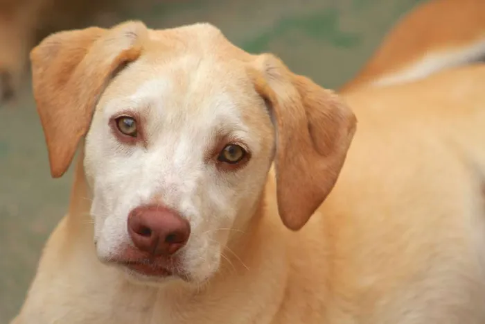 Cachorro ra a  idade 7 a 11 meses nome Ariel Filhote