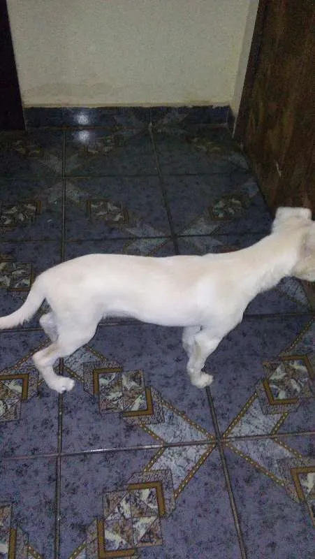 Cachorro raça Vira Lata idade 2 a 6 meses nome Bob