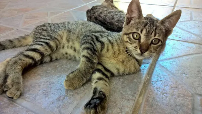 Gato ra a sem raça idade 2 a 6 meses nome ainda não tem