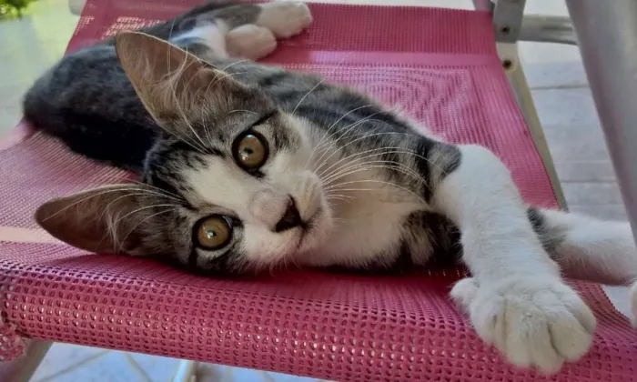 Gato ra a sem raça idade 2 a 6 meses nome ainda não tem