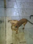Vasco