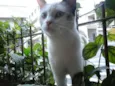 Vitória 
