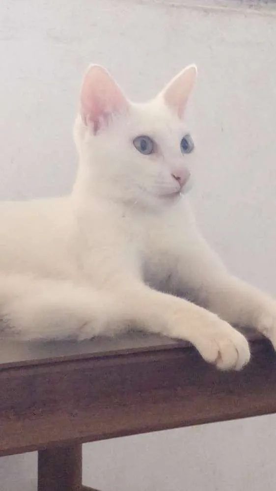 Gato ra a Pcb idade 2 a 6 meses nome Margô e Morgana 
