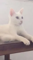 Margô e Morgana