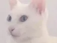 Margô e Morgana