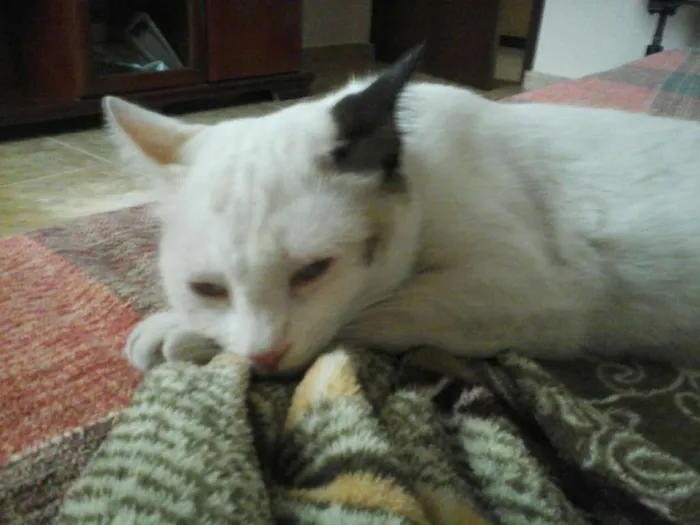 Gato ra a Do Amor idade 7 a 11 meses nome Vitória 