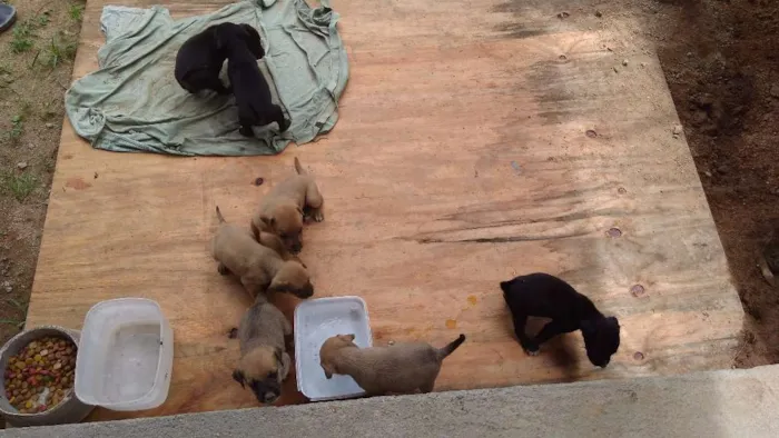 Cachorro ra a Mistura de labrador com vira lata idade Abaixo de 2 meses nome Sem nomes