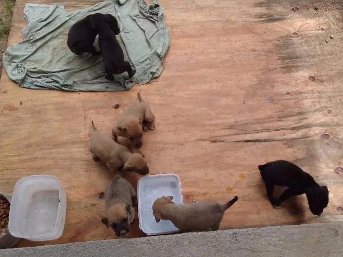 Cachorro ra a Mistura de labrador com vira lata idade Abaixo de 2 meses nome Sem nomes