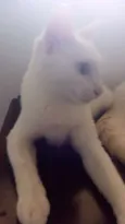 Margô e Morgana