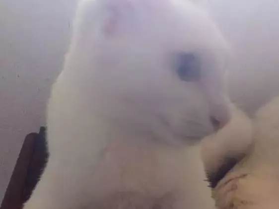 Gato ra a Pcb idade 2 a 6 meses nome Margô e Morgana 