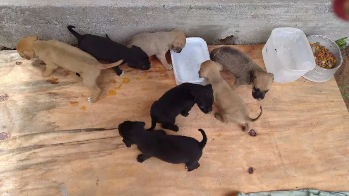 Cachorro ra a Mistura de labrador com vira lata idade Abaixo de 2 meses nome Sem nomes