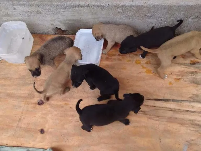 Cachorro ra a Mistura de labrador com vira lata idade Abaixo de 2 meses nome Sem nomes