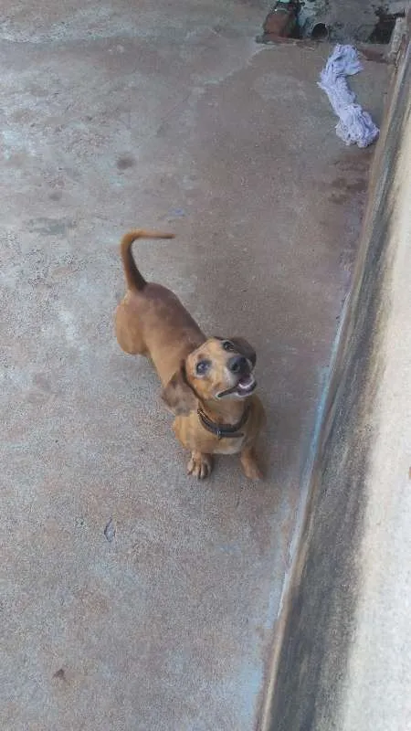 Cachorro ra a Basset-Cofap idade 4 anos nome Scoob