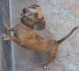 Scoob