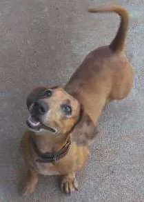 Cachorro ra a Basset-Cofap idade 4 anos nome Scoob